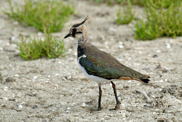 Vanneau huppé,.Vanellus vanellus, Northern Lapwing