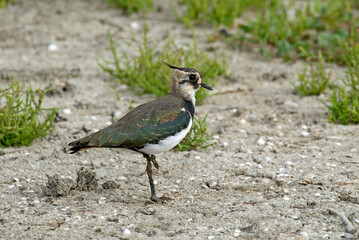 Vanneau huppé,.Vanellus vanellus, Northern Lapwing