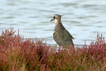 Vanneau huppé,.Vanellus vanellus, Northern Lapwing