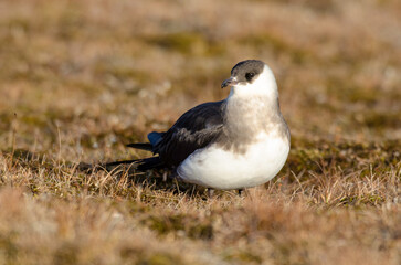 Labbe parasite,.Stercorarius parasiticus, Parasitic Jaeger
