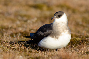 Labbe parasite,.Stercorarius parasiticus, Parasitic Jaeger