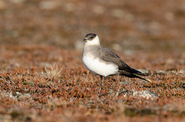 Labbe parasite,.Stercorarius parasiticus, Parasitic Jaeger