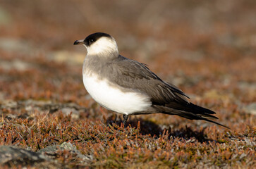Labbe parasite,.Stercorarius parasiticus, Parasitic Jaeger