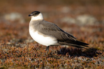 Labbe parasite,.Stercorarius parasiticus, Parasitic Jaeger