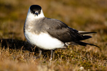 Labbe parasite,.Stercorarius parasiticus, Parasitic Jaeger
