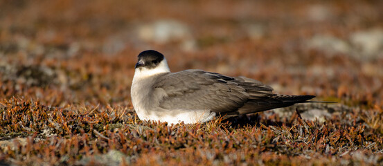 Labbe parasite,.Stercorarius parasiticus, Parasitic Jaeger