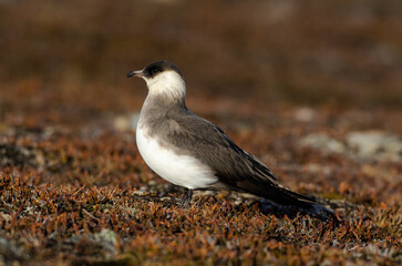 Labbe parasite,.Stercorarius parasiticus, Parasitic Jaeger