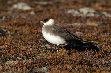 Labbe parasite,.Stercorarius parasiticus, Parasitic Jaeger