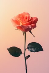 Coral Rose with Leaves on Gradient Pink Background