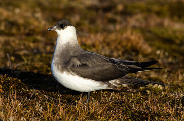 Labbe parasite,.Stercorarius parasiticus, Parasitic Jaeger