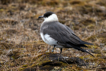Labbe parasite,.Stercorarius parasiticus, Parasitic Jaeger