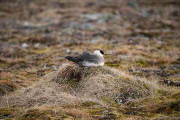 Labbe parasite,.Stercorarius parasiticus, Parasitic Jaeger