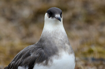 Labbe parasite,.Stercorarius parasiticus, Parasitic Jaeger