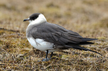 Labbe parasite,.Stercorarius parasiticus, Parasitic Jaeger