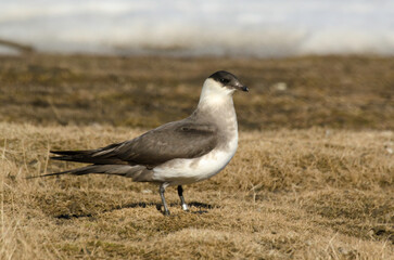 Labbe parasite,.Stercorarius parasiticus, Parasitic Jaeger