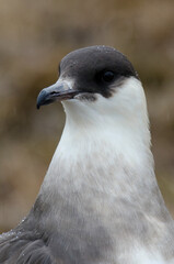 Labbe parasite,.Stercorarius parasiticus, Parasitic Jaeger