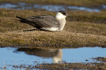 Labbe parasite,.Stercorarius parasiticus, Parasitic Jaeger
