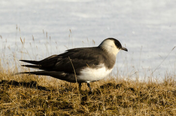Labbe parasite,.Stercorarius parasiticus, Parasitic Jaeger