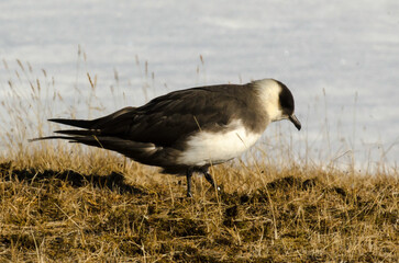 Labbe parasite,.Stercorarius parasiticus, Parasitic Jaeger