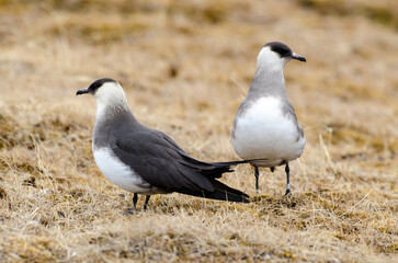 Labbe parasite,.Stercorarius parasiticus, Parasitic Jaeger