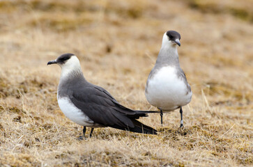 Labbe parasite,.Stercorarius parasiticus, Parasitic Jaeger