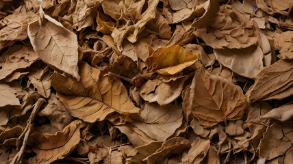 dried leaves