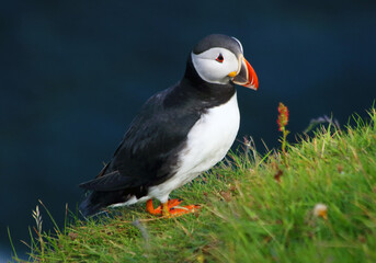 Atlantic puffin (Fratercula arctica), Mykines Island, Faroe Islands, Denmark, Europe