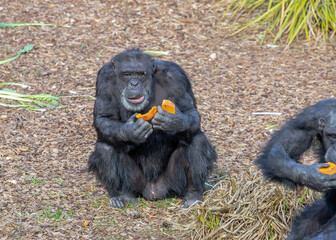 Male Chimpanzees is sitting and eating pumpkin, monkey family, wildlife