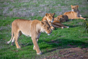 A lioness walks calmly on the green grass, wildlife photo