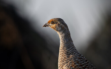 Gray Francolin Portrait - Bahrain  