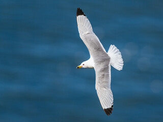 Black-legged Kittiwake, Rissa tridactyla, birds in flight over cliffs, Bempton Cliffs, North Yorkshire, England