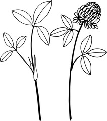  illustration of a flower
 hand drawn flowers