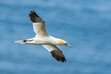 Obraz premium Northern Gannet, Morus bassanus, birds in flight over cliffs, Bempton Cliffs, North Yorkshire, England