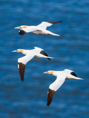 Northern Gannet, Morus bassanus, birds in flight over cliffs, Bempton Cliffs, North Yorkshire, England