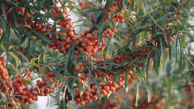 Slow motion sea buckthorn berries on the bush handheld
