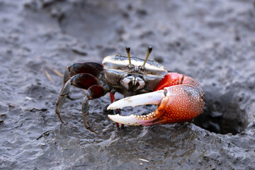 Crab walking on the sand (Tubuca arcuata), Gaomei Wetland