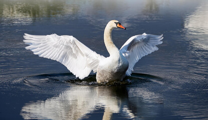 Fototapeta premium Swan on the water with its wings spread wide and its head held high 