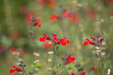 red flowers of the sage flower, many red sage flowers