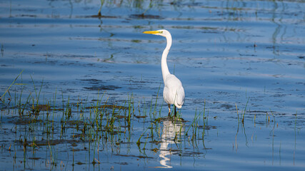 great white heron in its natural environment