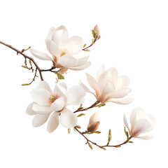 Obraz premium Blooming magnolia branch isolated transparent background