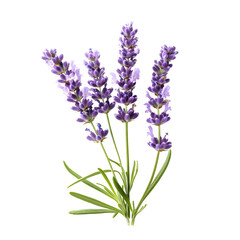 Naklejka premium Fresh purple lavender flowers isolated transparent background