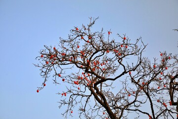 가을 농촌풍경, 감나무와 파란하늘
