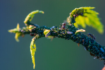 aphid ant farm, at the tip of the plant