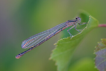 dragonfly photographed close-up