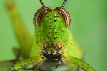 Grasshopper on a green leaf in the nature. macro