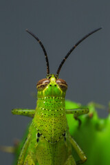 Grasshopper on a green leaf in the nature. macro