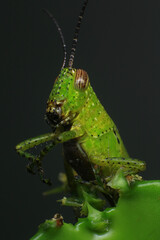 Grasshopper on a green leaf in the nature. macro