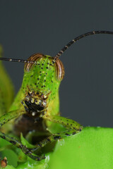 Grasshopper on a green leaf in the nature. macro
