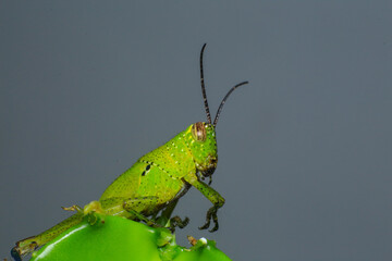 Grasshopper on a green leaf in the nature. macro