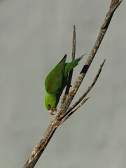 Upside Down Plain Parakeet